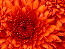 Chrysanthemum